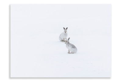 Hares in a Snowy Landscape